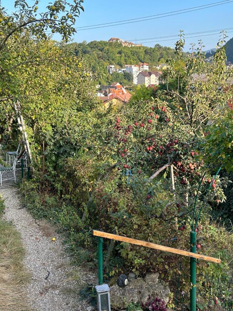 Villa Kuschmann Braşov Exterior foto